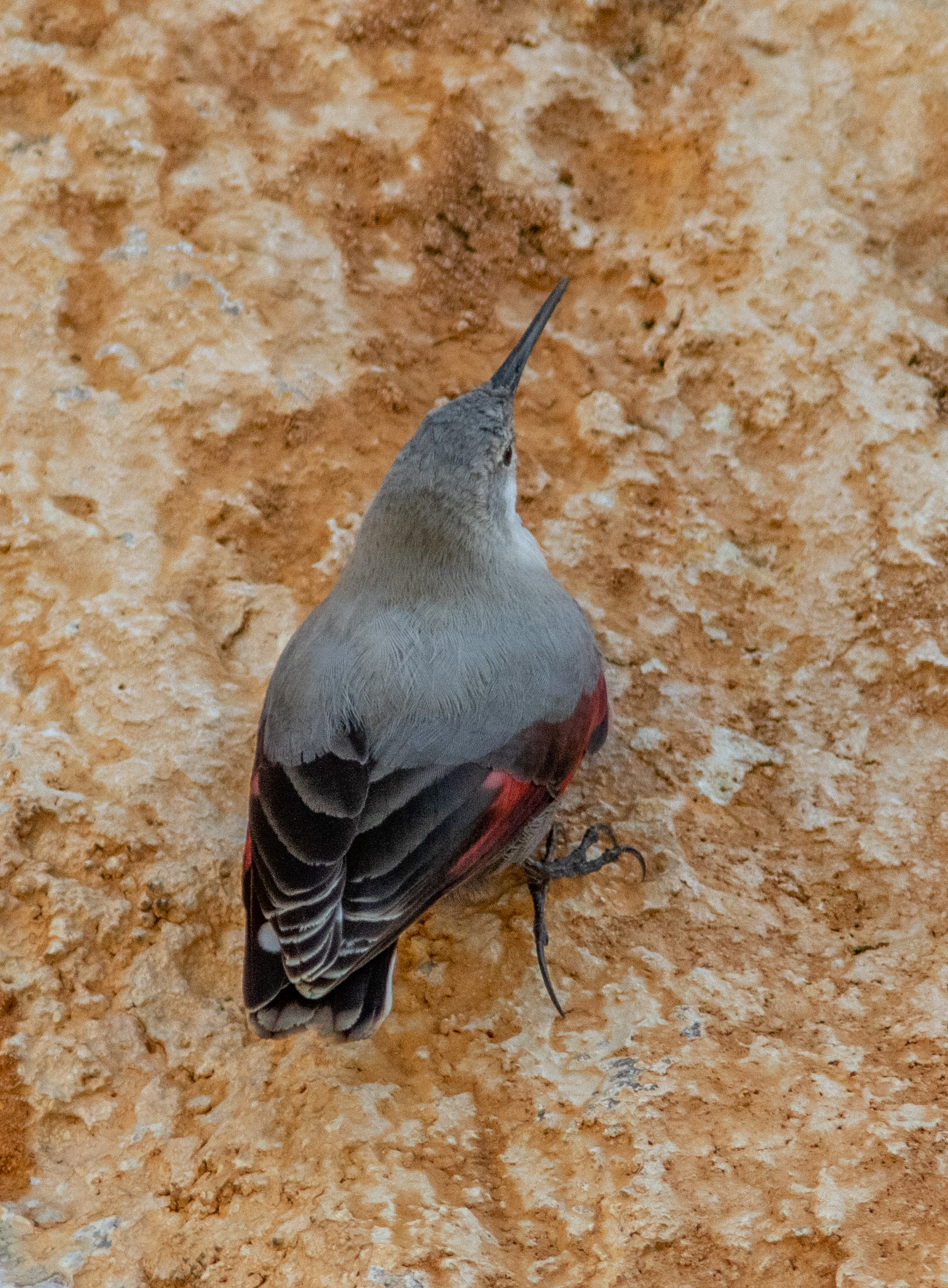 Miniature